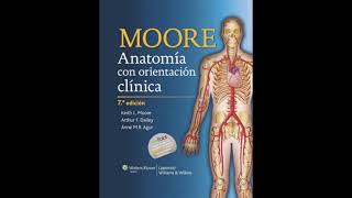 Anatomia Con Orientacion Clinica Moore 7 Edicion Pdf Descargar Gratis